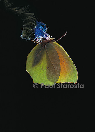 Gonepteryx cleopatra (le citron de Provence)