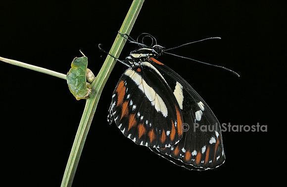 Heliconius atthis - femelle