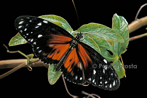 Heliconius atthis mâle x Heliconius hecale femelle