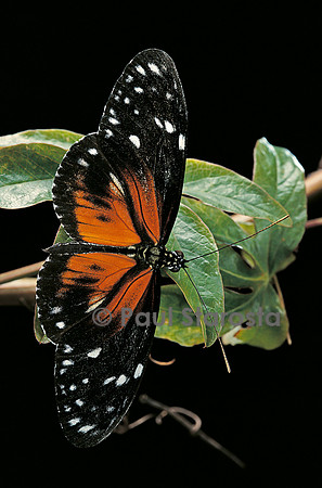 Heliconius atthis mâle x Heliconius hecale femelle