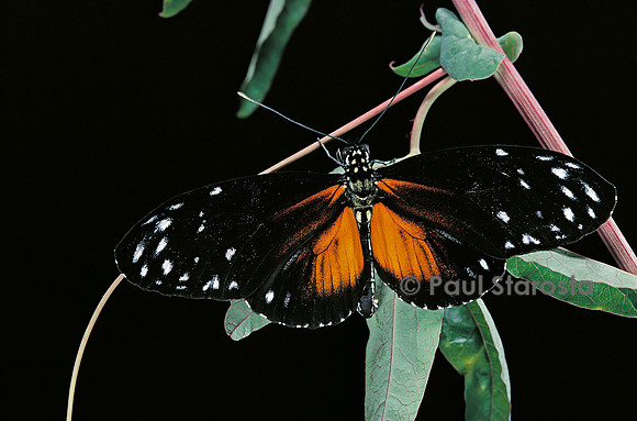 Heliconius atthis mâle x Heliconius hecale femelle