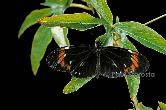 Heliconius atthis mâle x Heliconius hecale femelle x heliconius melpomene femelle - femelle