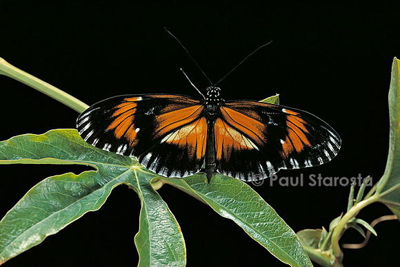 Heliconius atthis mâle x Heliconius hecale femelle x heliconius melpomene femelle - mâle