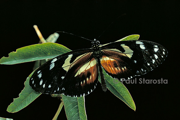 3/4 Heliconius atthis x 1/4 Heliconius hecale