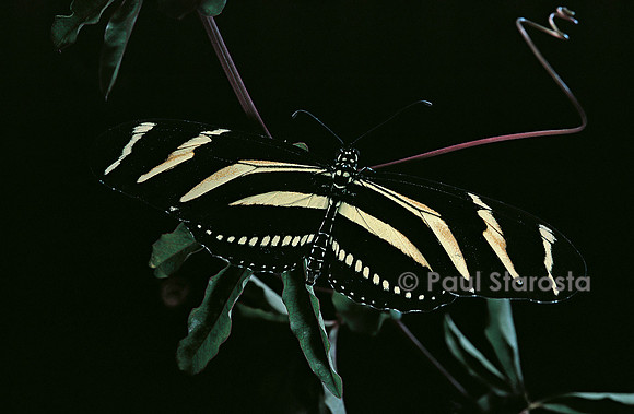 Heliconius charithonia