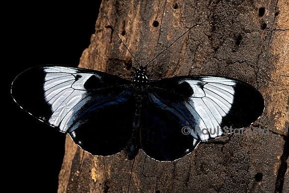 Heliconius cydno