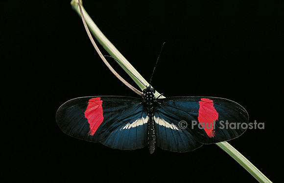 Heliconius erato - mâle