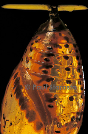 Idea blanchardii - chrysalide