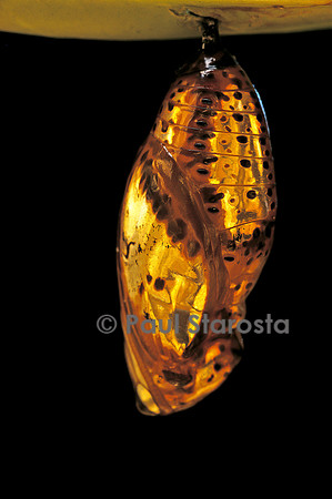 Idea blanchardii - chrysalide