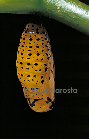 Idea leuconoe - chrysalide