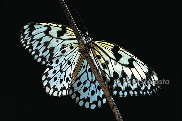 Idea leuconoe
