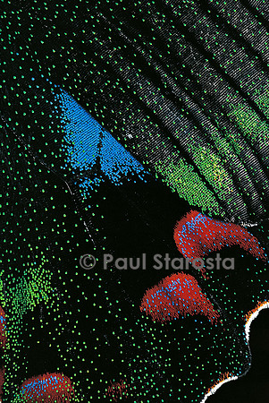 Papilio arcturus - détail des ailes