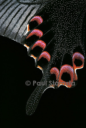 Papilio arcturus - détail des ailes