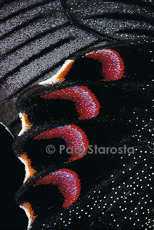 Papilio arcturus - détail des ailes