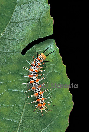 Philaethria dido - chenille