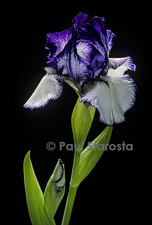 Iris ‘Rare Edition’