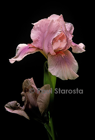 Iris ‘Raspberry Blush’