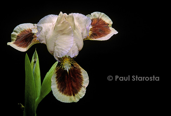 Iris ‘Red Heart’