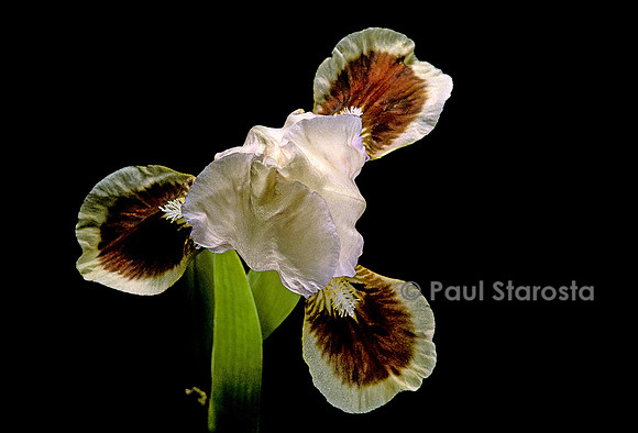 Iris ‘Red Heart’