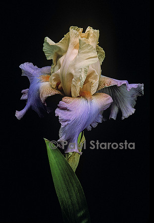 Iris ‘Rosilla’