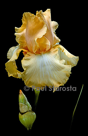 Iris ‘Aphrodisiac’