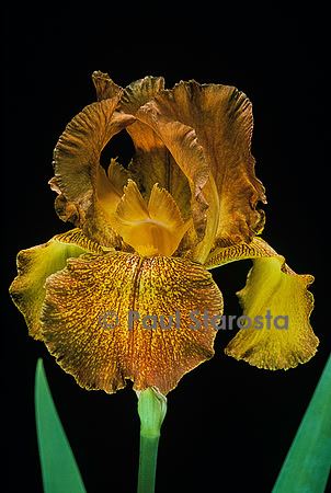 Iris ‘Autumn Echo’