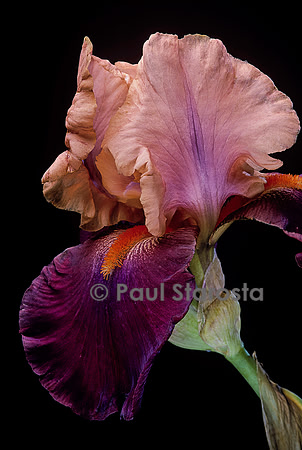 Iris ‘Barcelona’