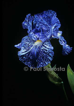 Iris ‘Batik’