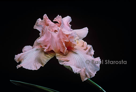 Iris ‘Beverly Sills’