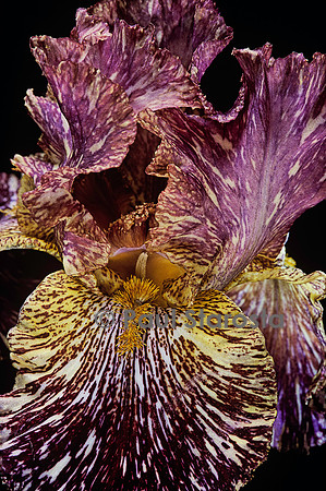 Iris ‘Bewilder Beast’