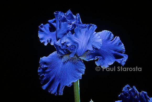 Iris ‘Blenheim Royal’