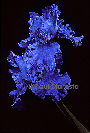 Iris ‘Blenheim Royal’