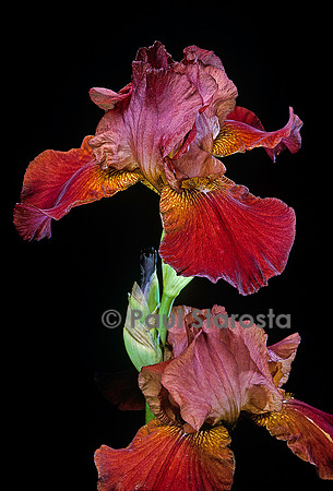 Iris ‘Bouzy Bouzy’