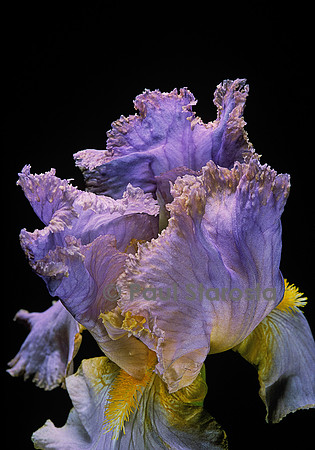 Iris ‘Butterscotch Trim’