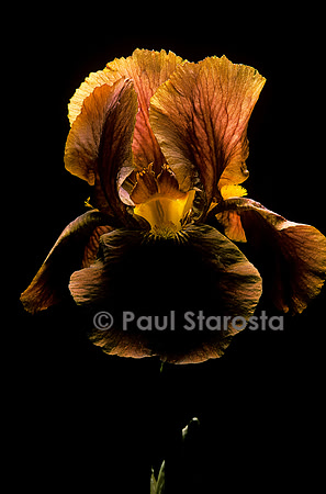 Iris ‘Caliente’