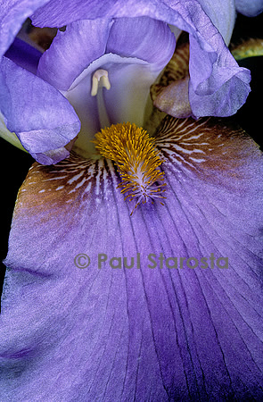 Iris ‘Canonero’