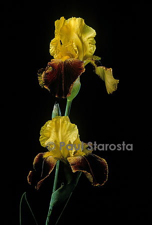 Iris ‘Catalan’