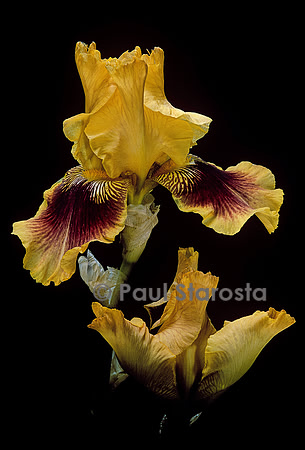 Iris ‘Cerdagne’