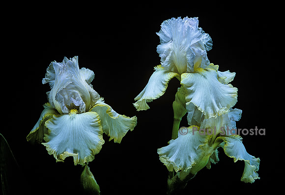 Iris ‘Chartreuse Ruffles’