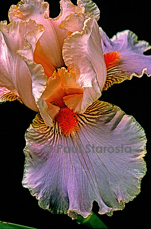 Iris ‘Child of Fortune’