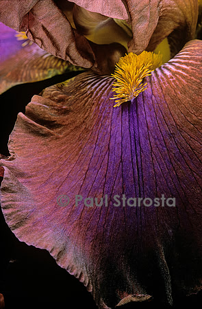 Iris ‘Commando’