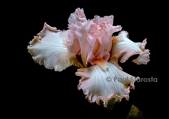 Iris ‘Feminine Charm’