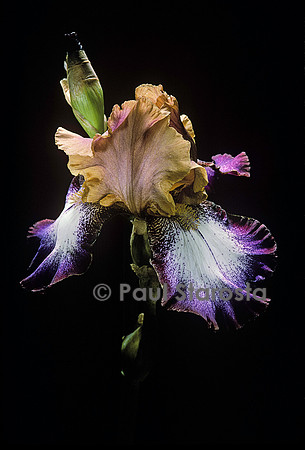 Iris ‘Hindu Magic’