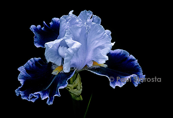 Iris ‘In Town’