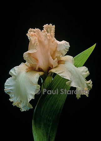Iris ‘Irish Lullaby’