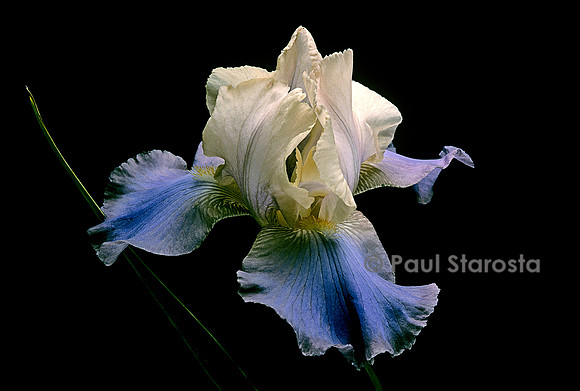 Iris ‘Lady Dawn’