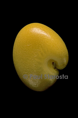 Crotalaria retusa (cascavelle jaune, pois-zombi, tcha-tcha)