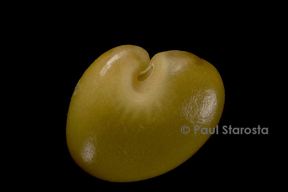 Crotalaria retusa (cascavelle jaune, pois-zombi, tcha-tcha)