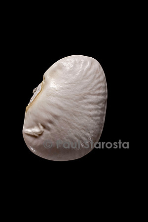 Phaseolus lunatus (haricot de Lima) Sierra