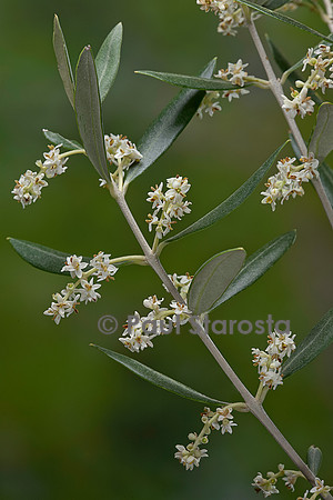 Olea europaea (olivier) - fleurs